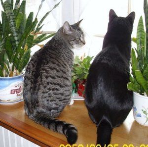 Meet your Posher, Denise